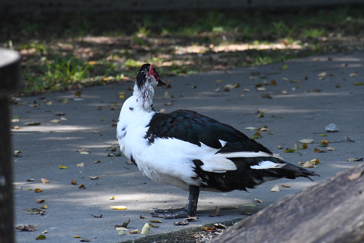 Muscovy Duck (Domestic type) - ML638633381