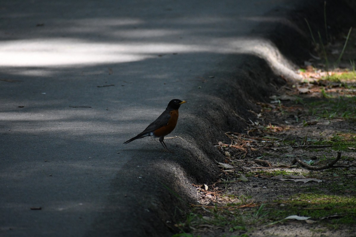 American Robin - ML638633391
