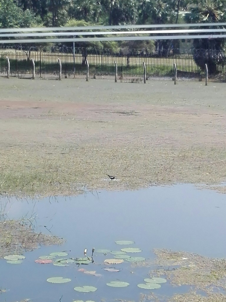 Фазанохвостая якана - ML638633407