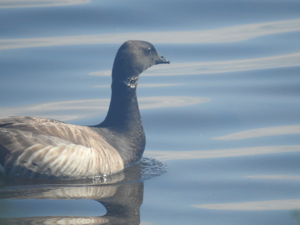 Brant - ML638633408
