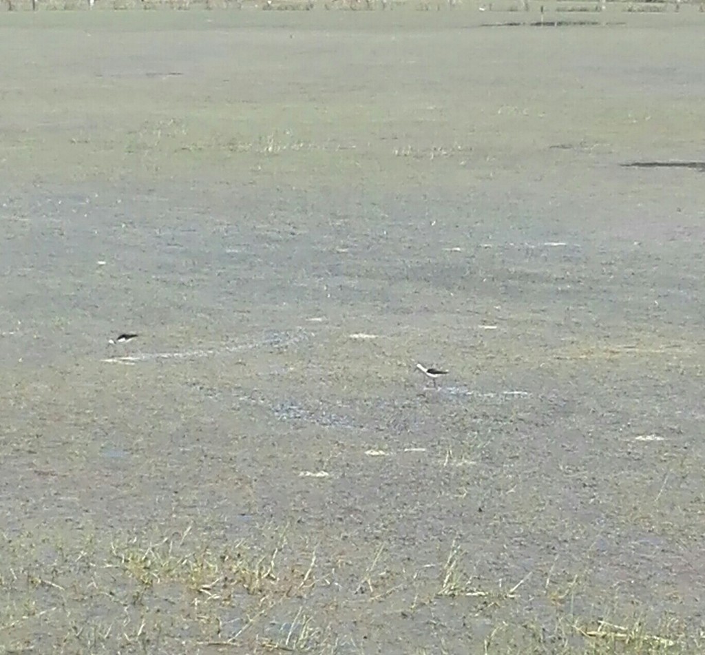 Ходулочник - ML638633409