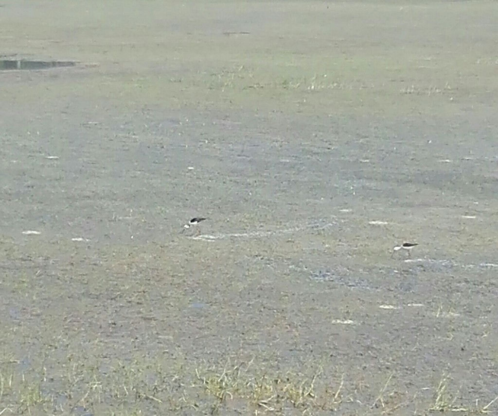 Ходулочник - ML638633410