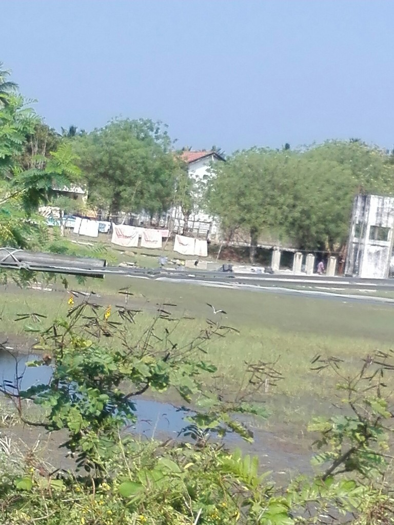 Украшенный чибис - ML638633423