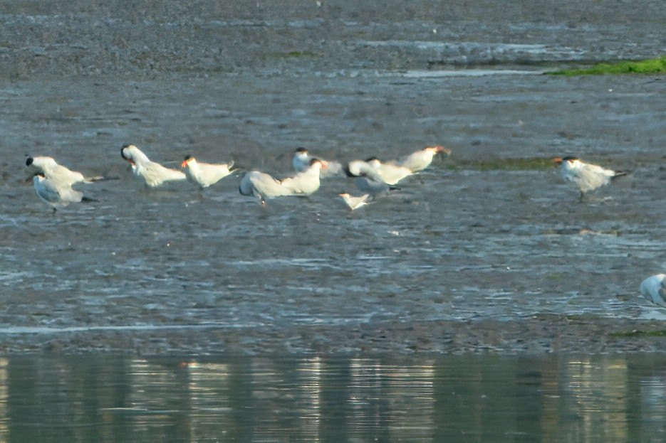 Sterna codalunga - ML638633445