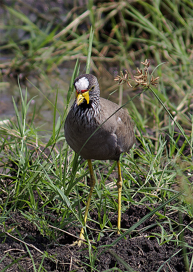 Wattled Lapwing - ML638633448