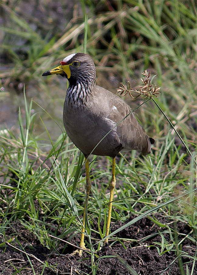 Wattled Lapwing - ML638633449