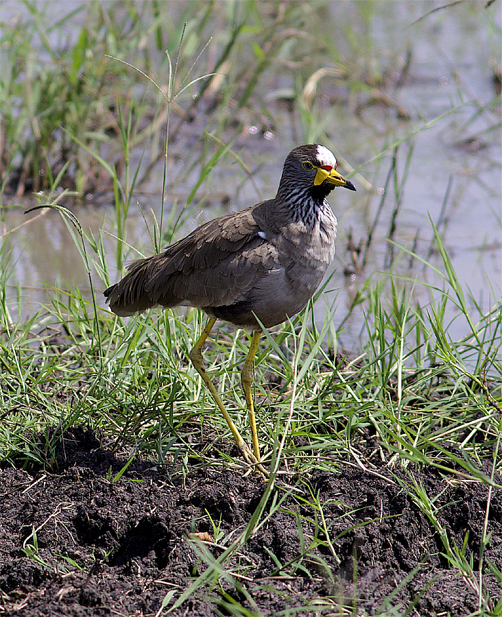 Wattled Lapwing - ML638633451