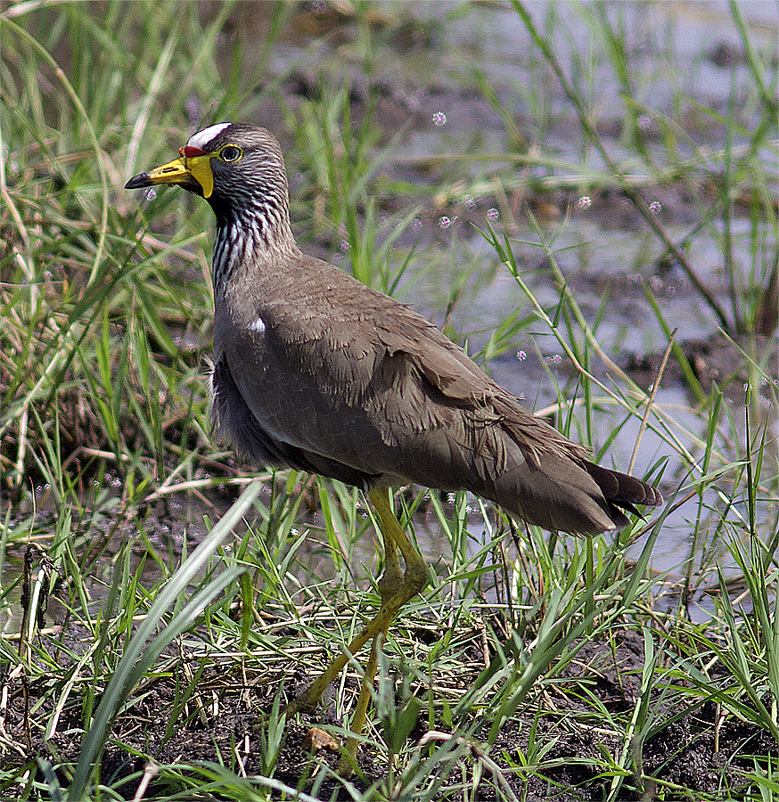 Wattled Lapwing - ML638633452