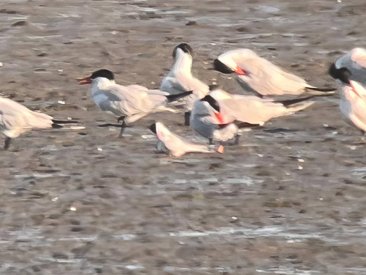 Sterna codalunga - ML638633453