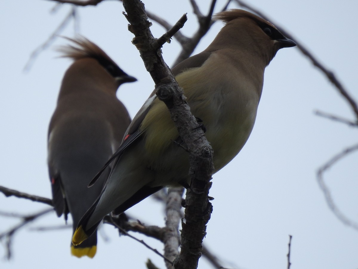 Cedar Waxwing - ML638633456