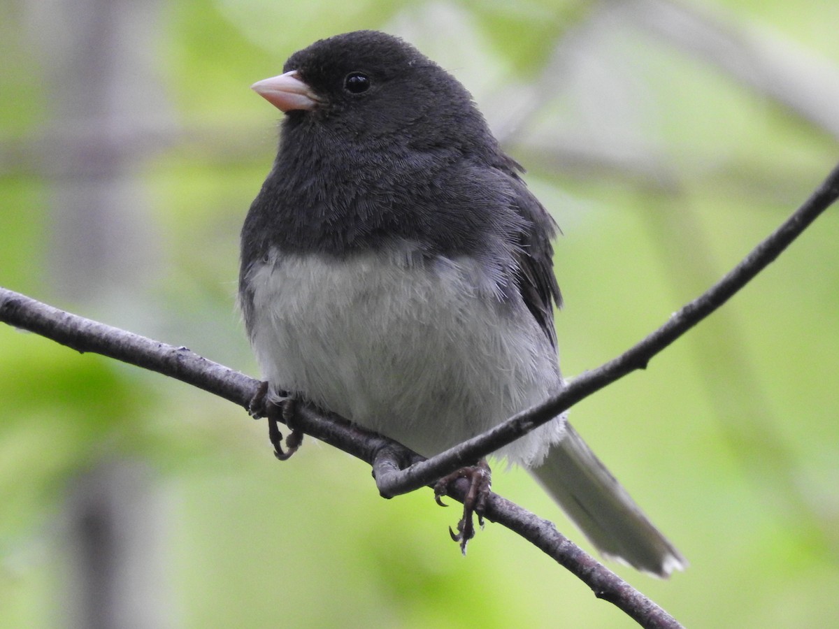 Dark-eyed Junco (Slate-colored) - ML638633463