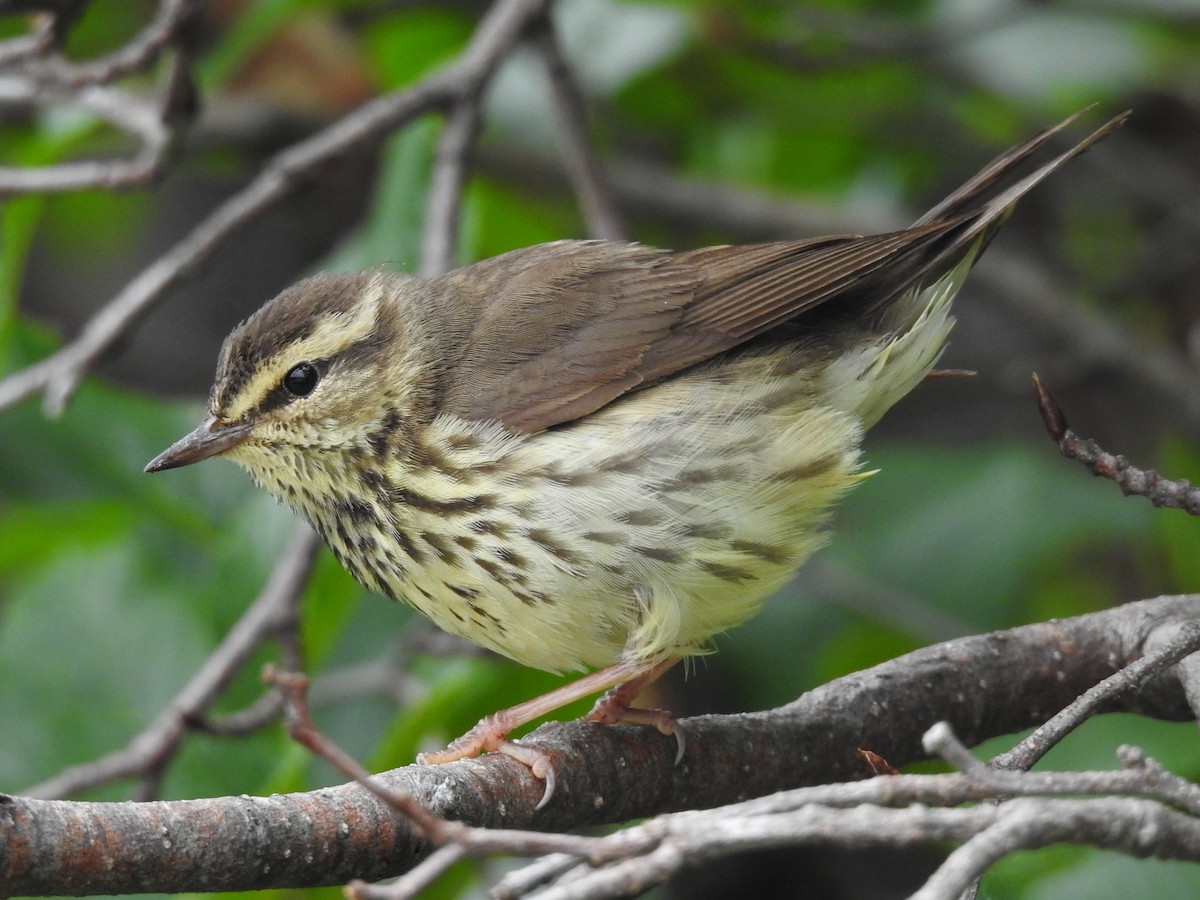 Northern Waterthrush - ML638633465