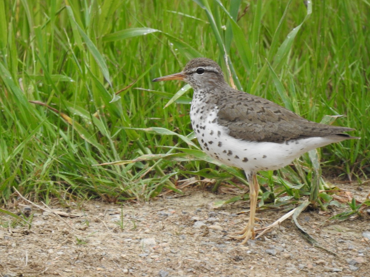 Spotted Sandpiper - ML638633469