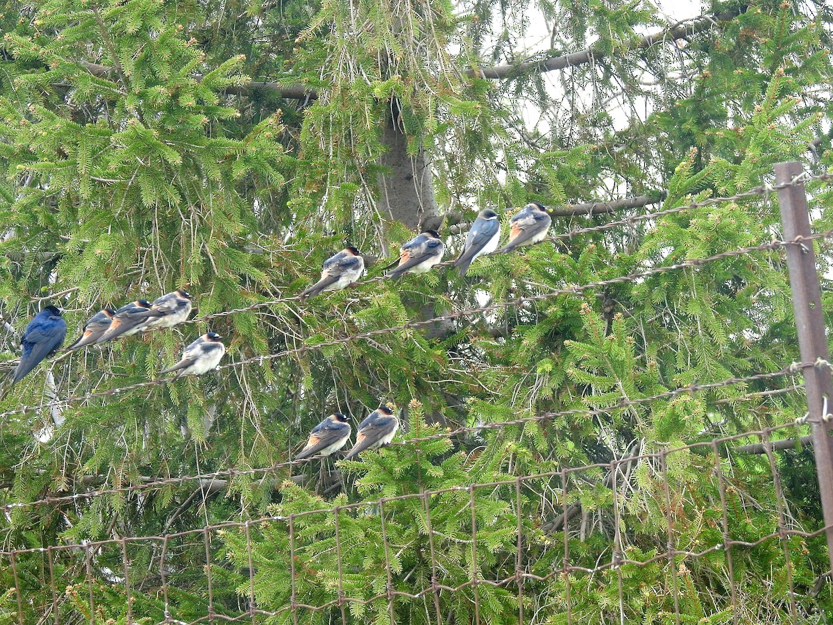 Cliff Swallow - ML638633470