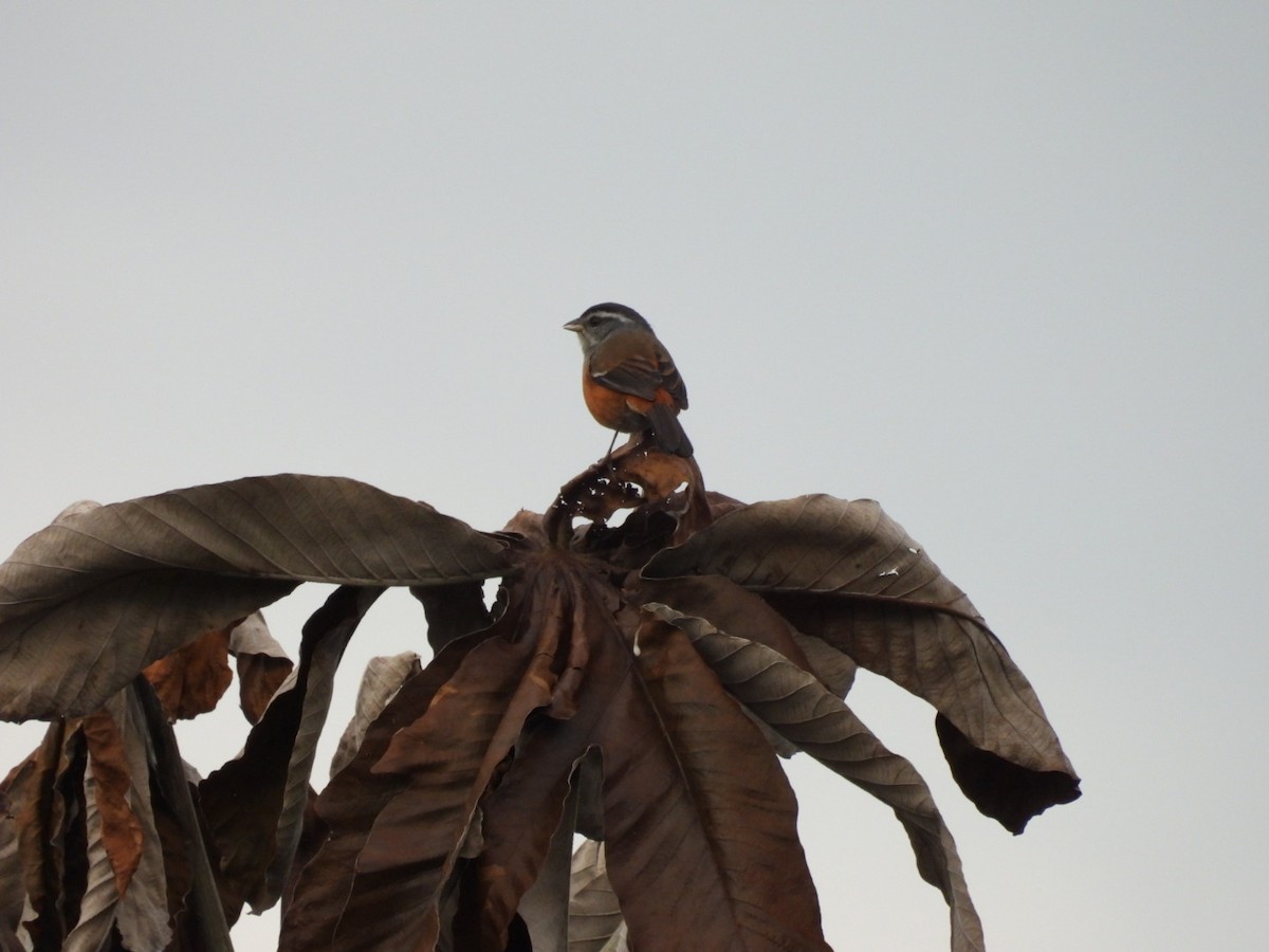 Gray-throated Warbling Finch - ML638633471