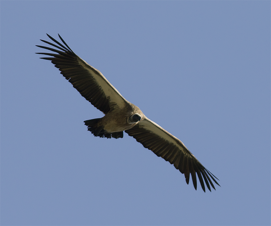 White-backed Vulture - ML638633473