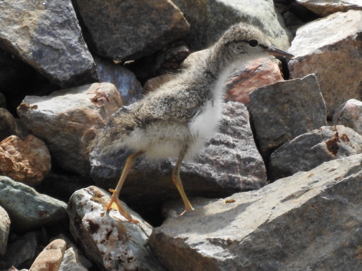 Spotted Sandpiper - ML638633483