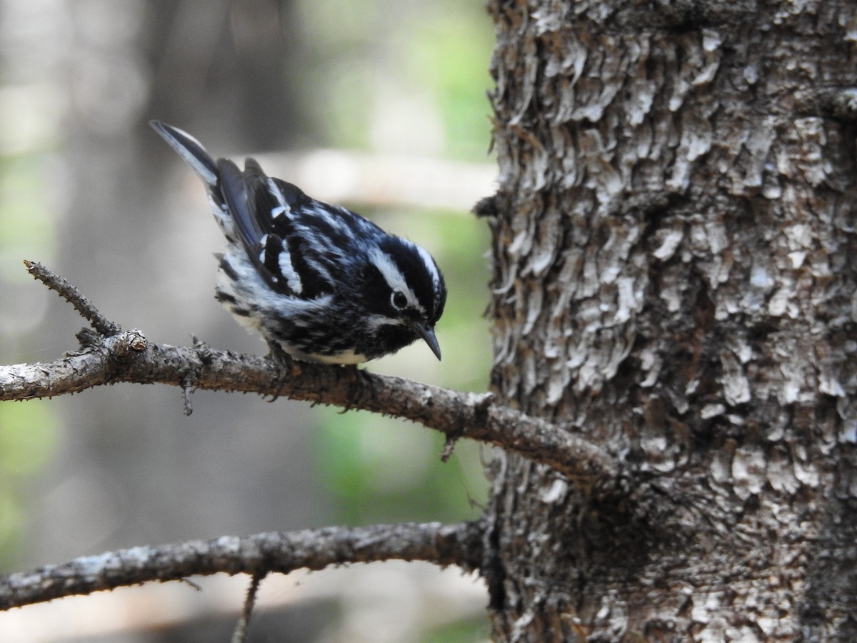 Black-and-white Warbler - ML638633497