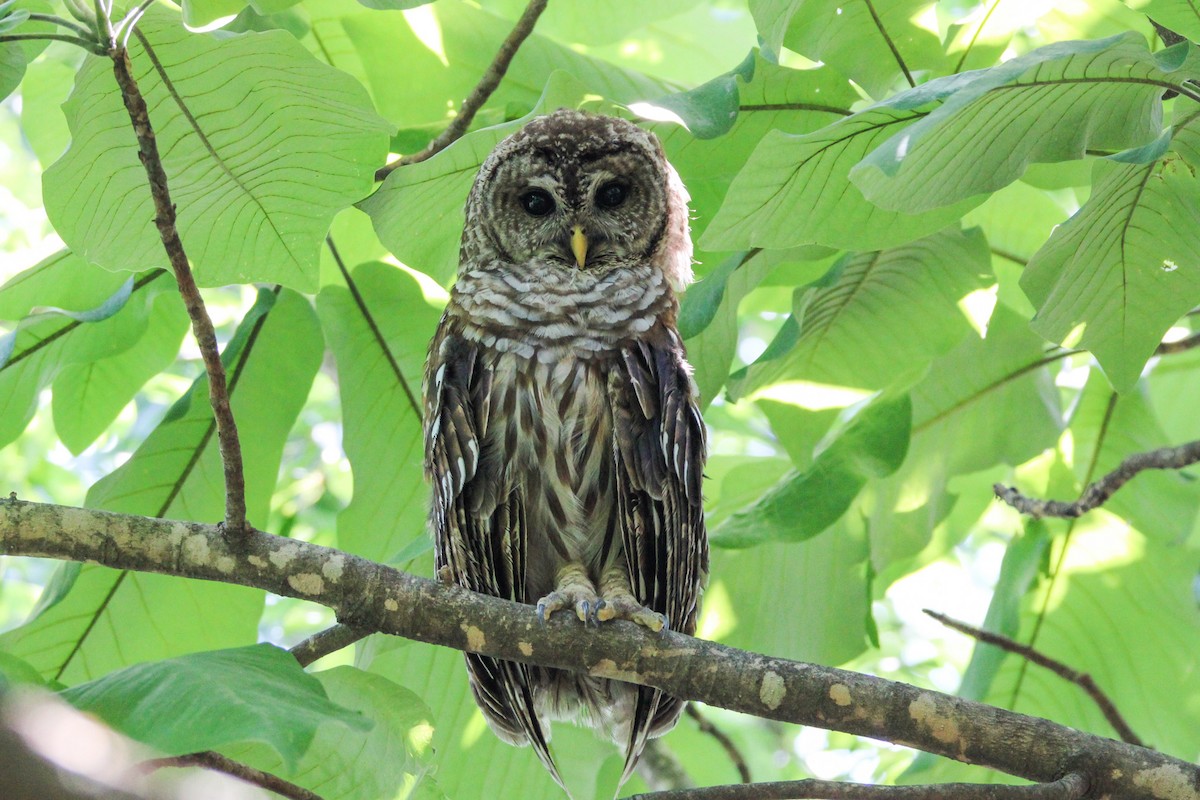 Barred Owl - ML638633503