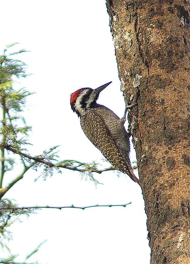 Bearded Woodpecker - ML638633510