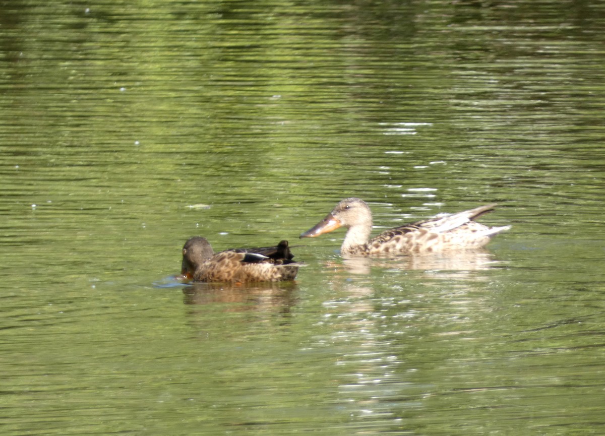 Northern Shoveler - ML638633531
