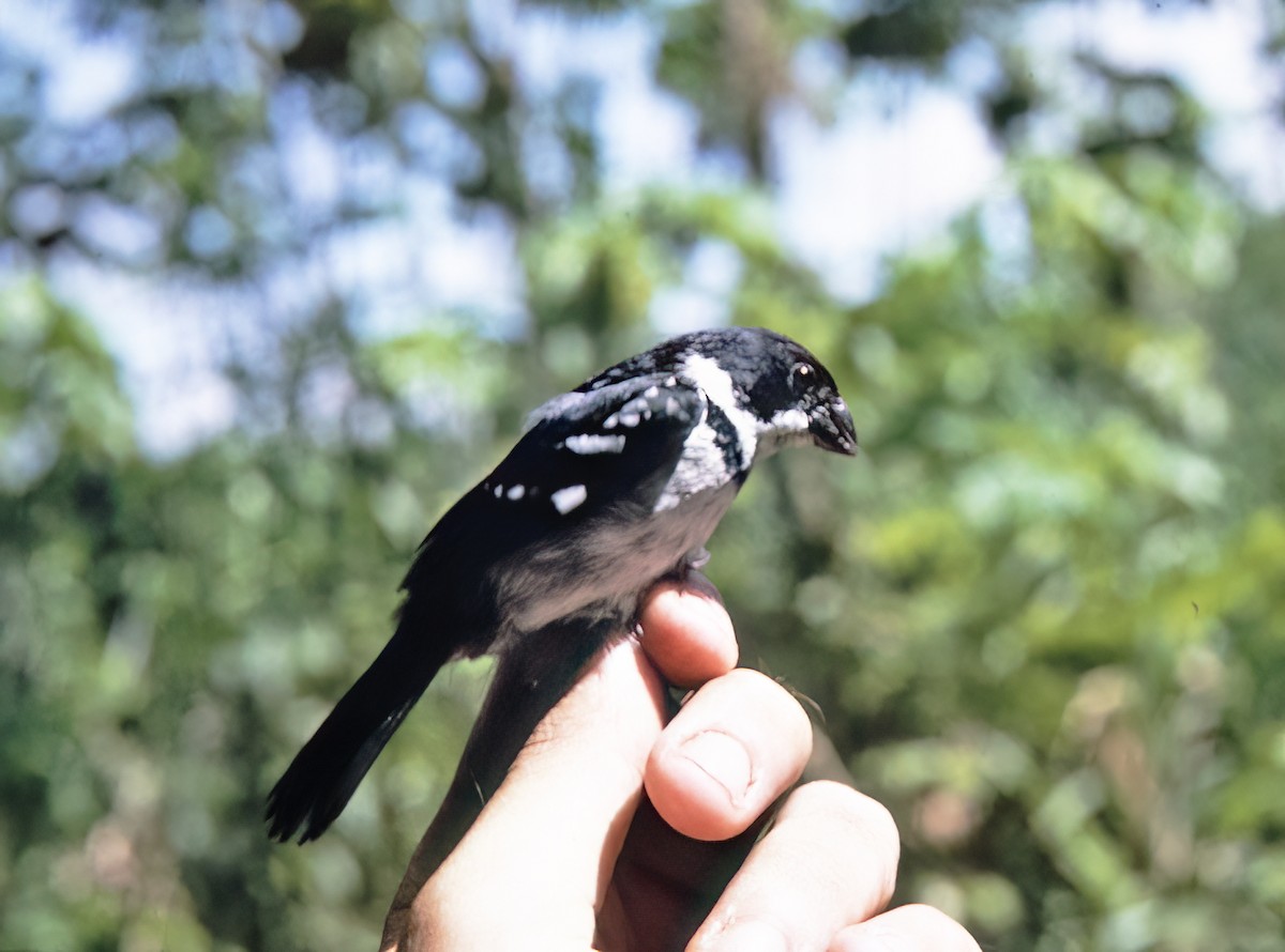 Wing-barred Seedeater (Caqueta) - ML638633563