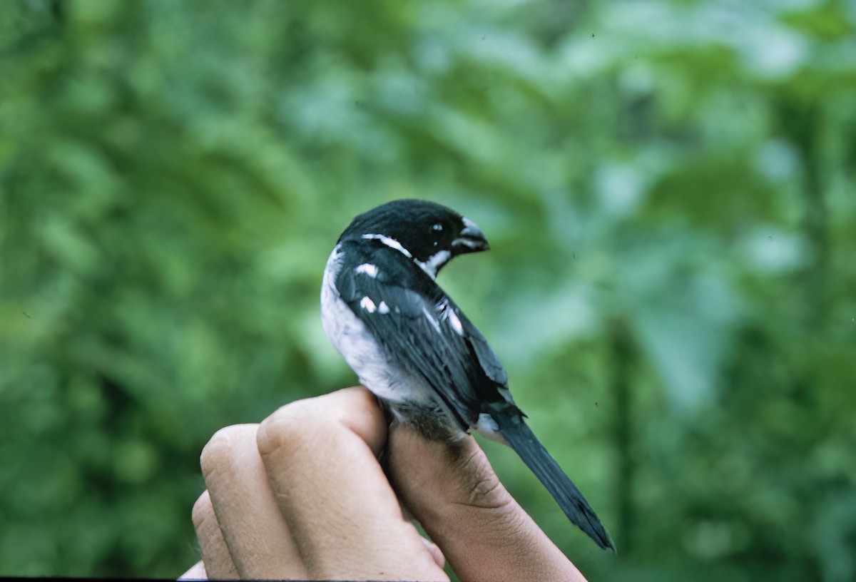 Wing-barred Seedeater (Caqueta) - ML638633564