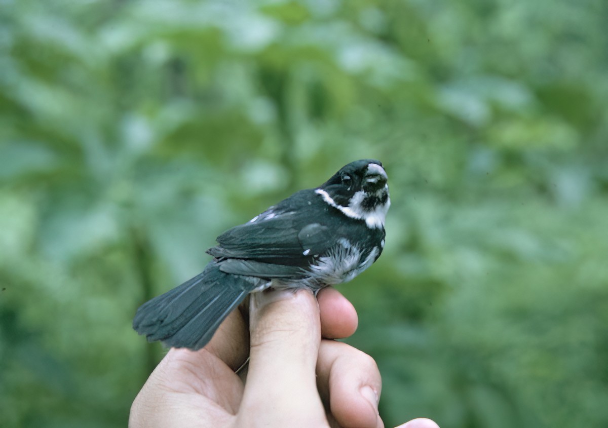 Wing-barred Seedeater (Caqueta) - ML638633565