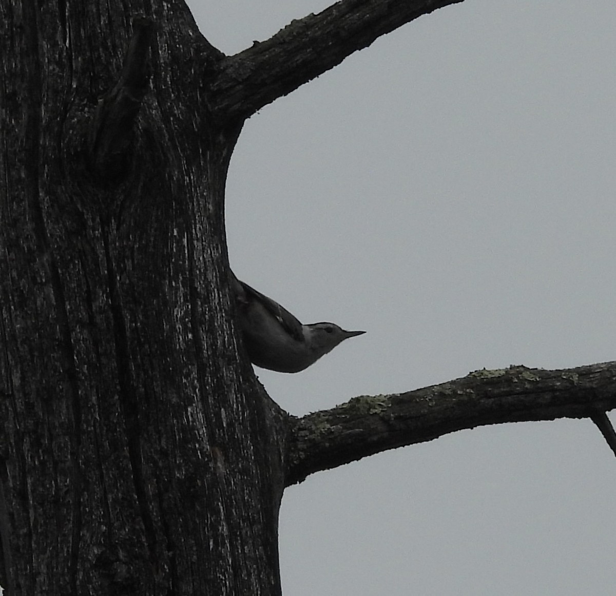White-breasted Nuthatch - ML638633571