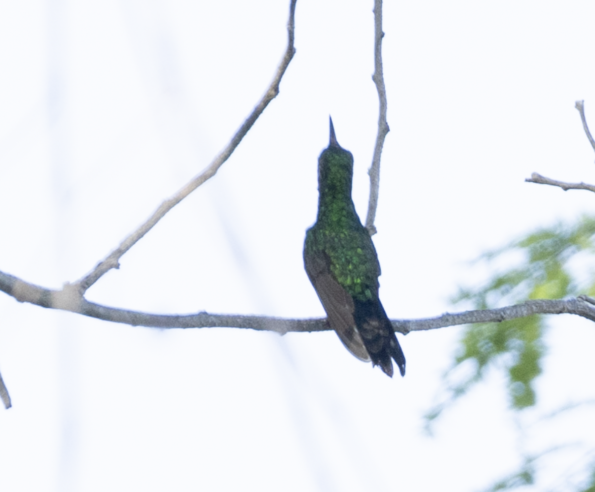 Cozumel Emerald - ML638633589
