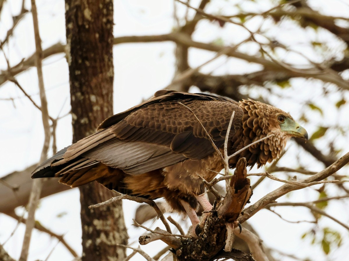 Bateleur - ML638633598