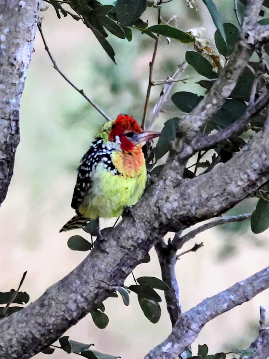 Red-and-yellow Barbet - ML638633622