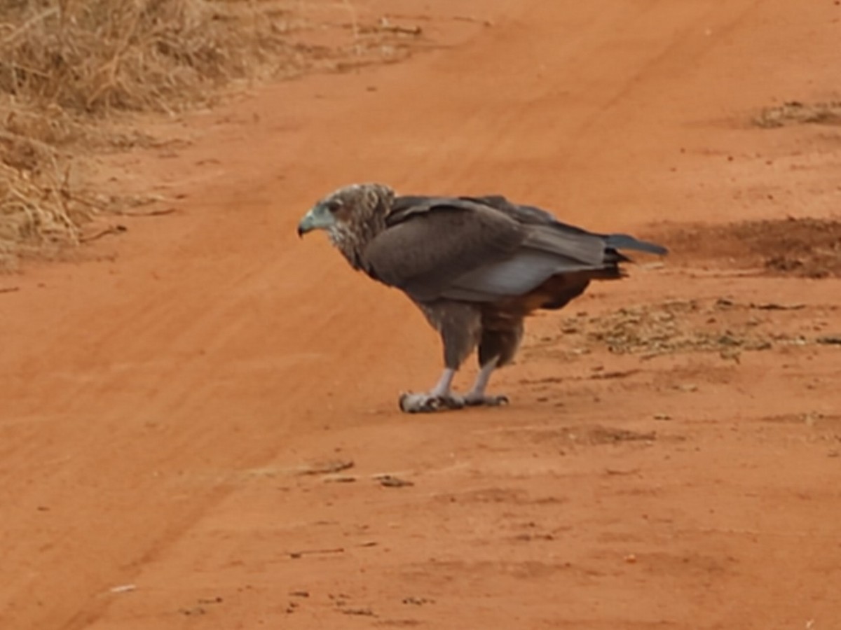 Bateleur - ML638633633