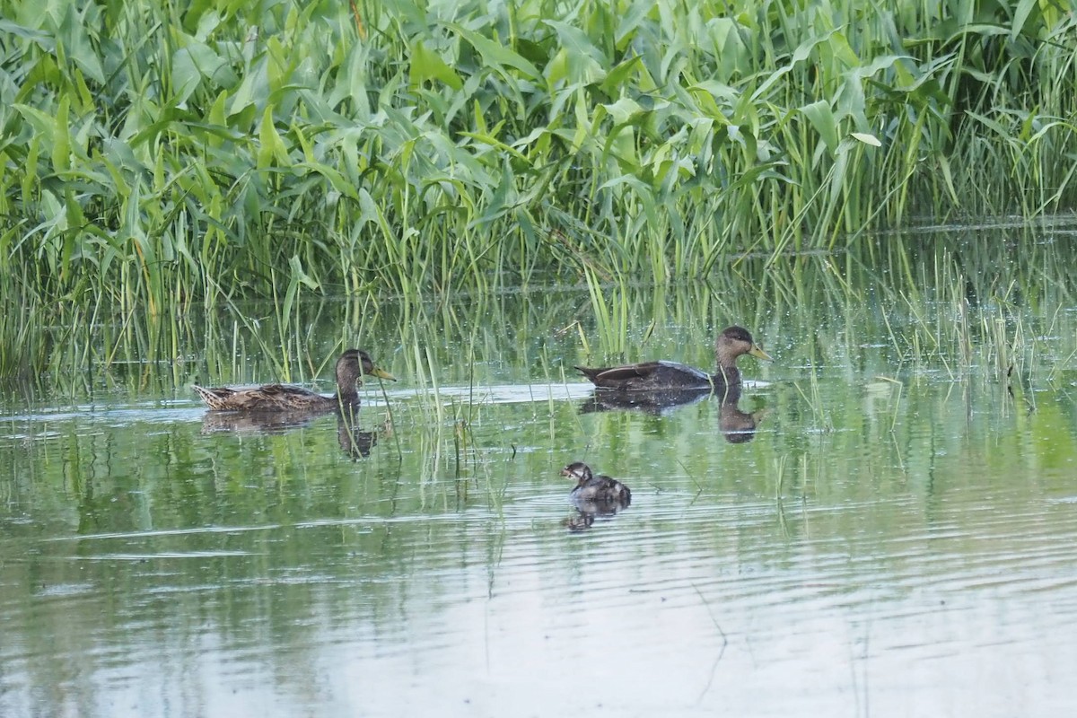 American Black Duck - ML638633689