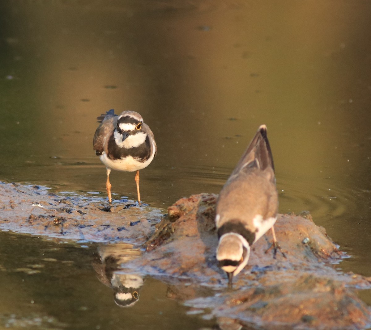 Little Ringed Plover - ML638633703