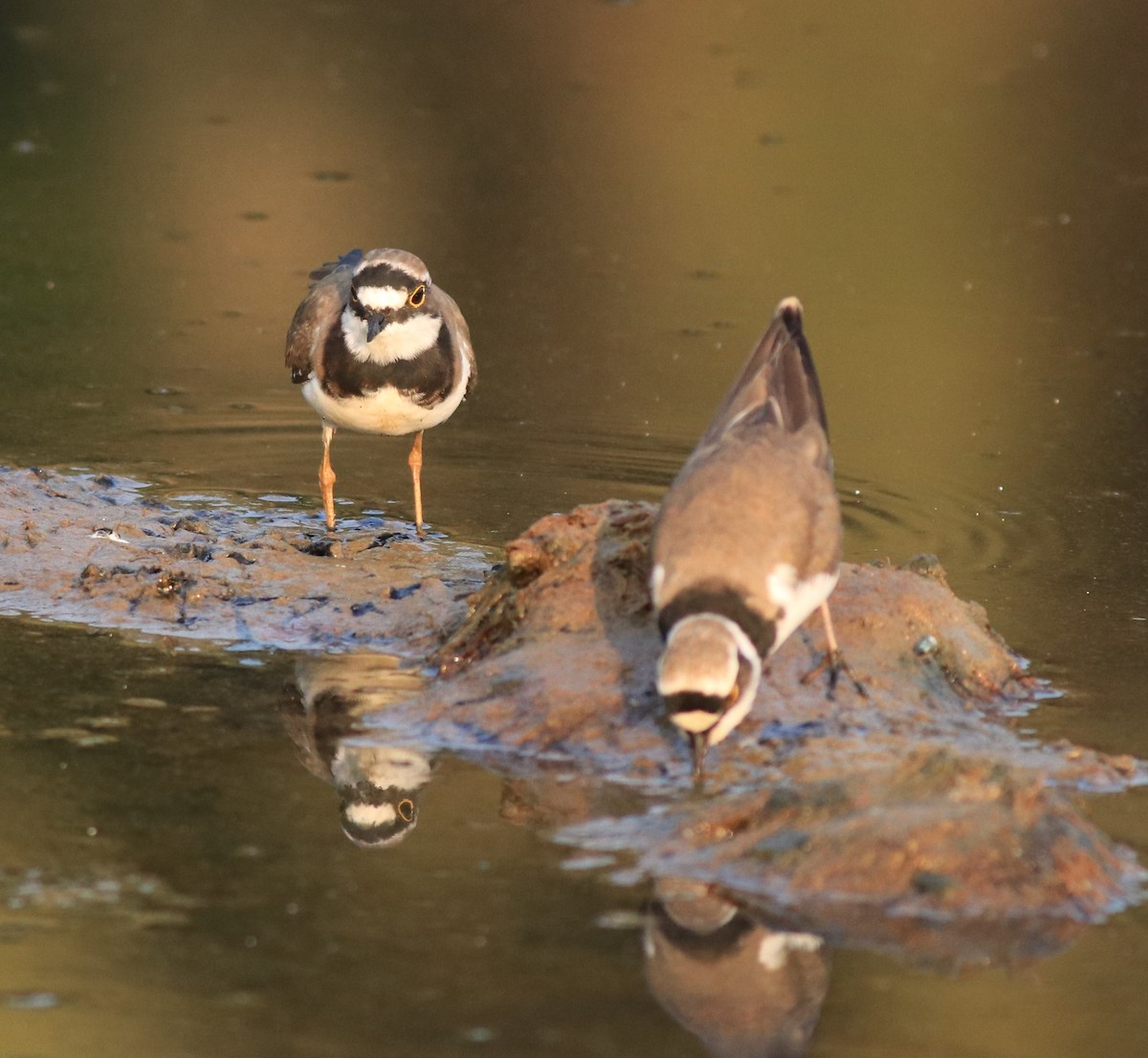Little Ringed Plover - ML638633704