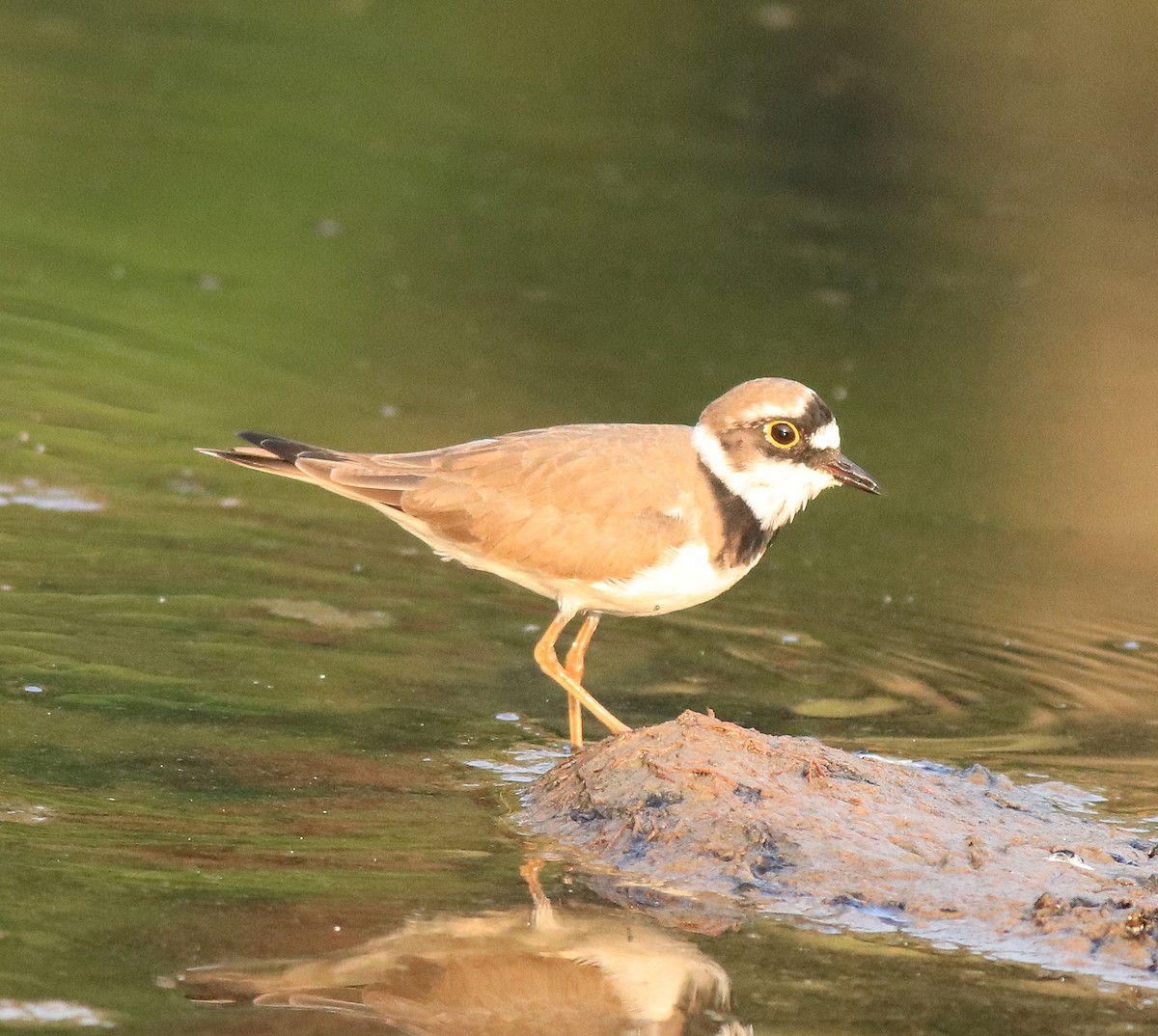 Little Ringed Plover - ML638633705