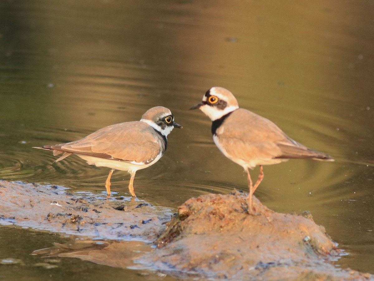 Little Ringed Plover - ML638633706