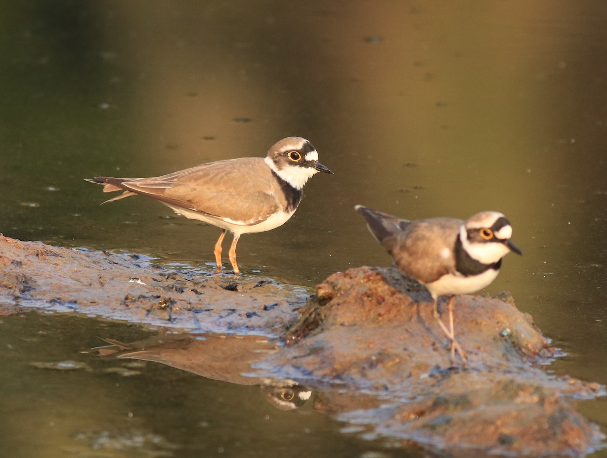 Little Ringed Plover - ML638633707