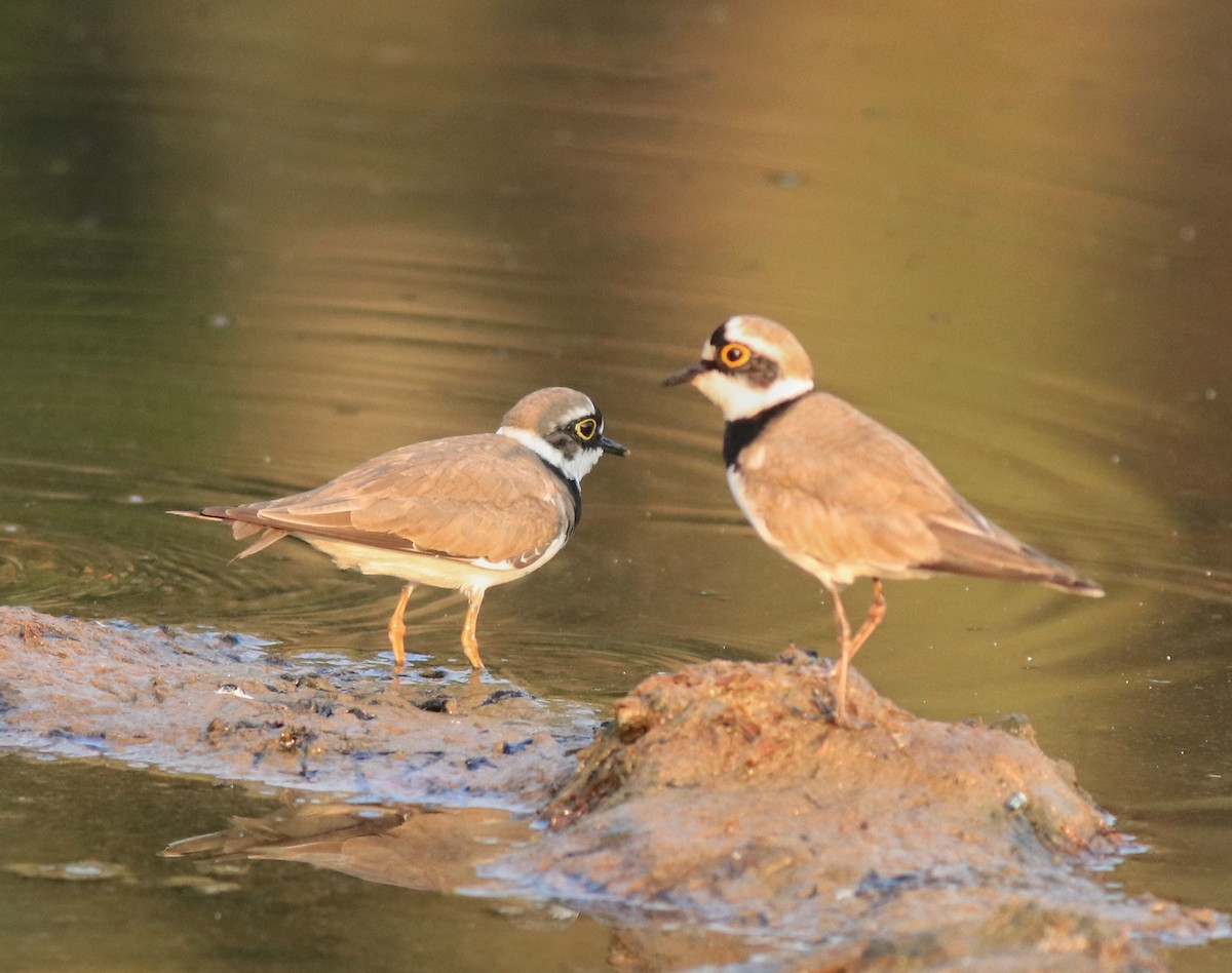 Little Ringed Plover - ML638633708