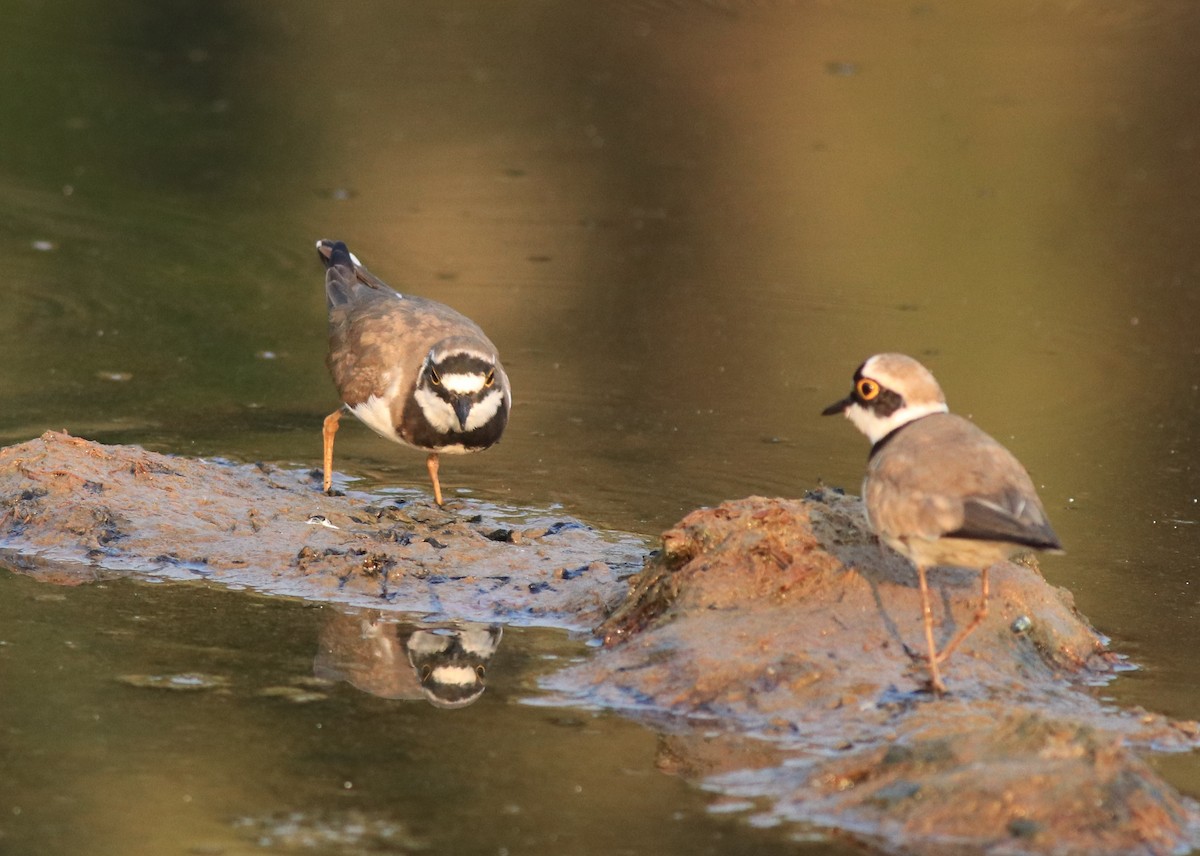 Little Ringed Plover - ML638633710