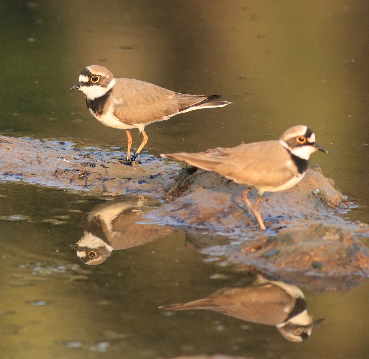 Little Ringed Plover - ML638633712