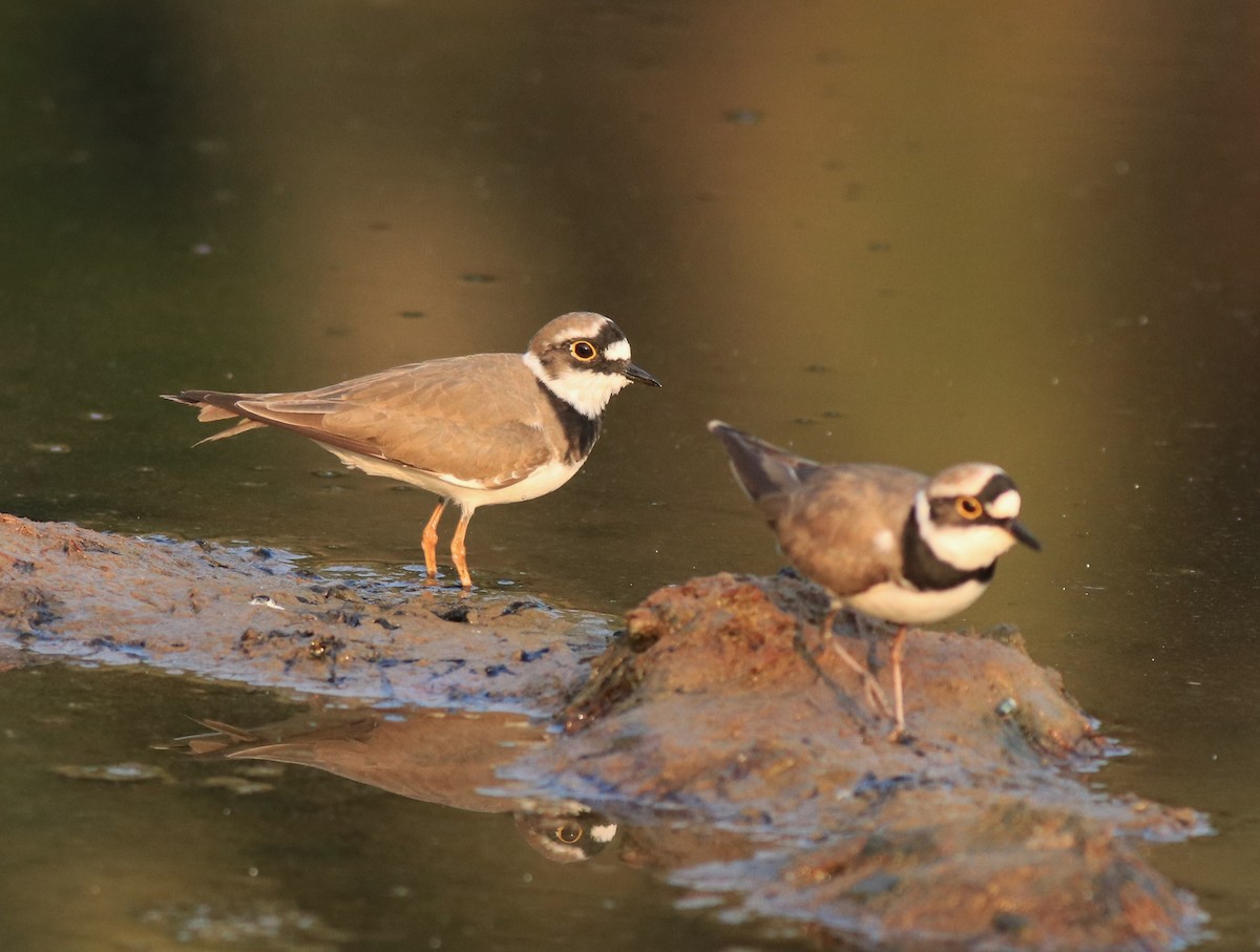 Little Ringed Plover - ML638633713