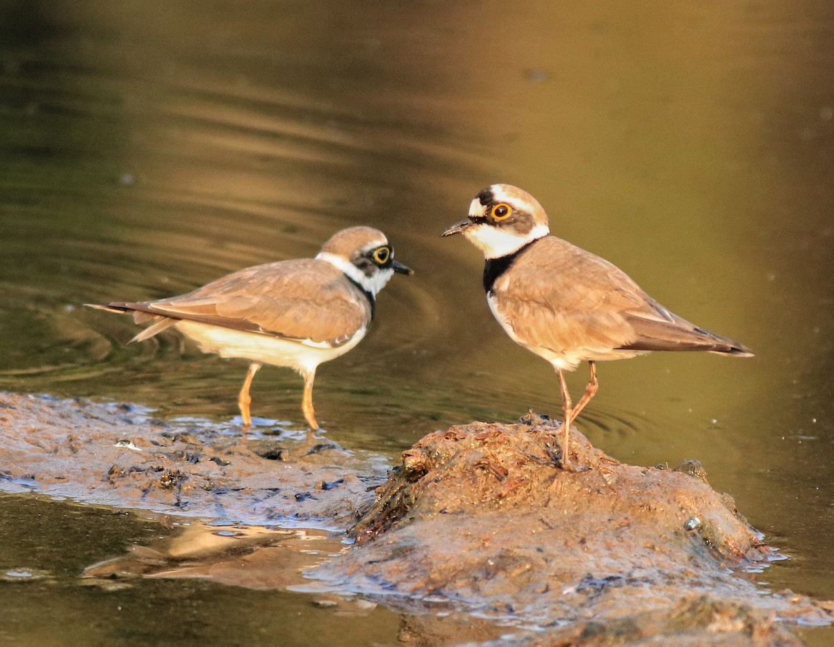 Little Ringed Plover - ML638633714