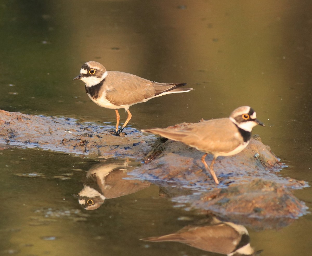 Little Ringed Plover - ML638633715