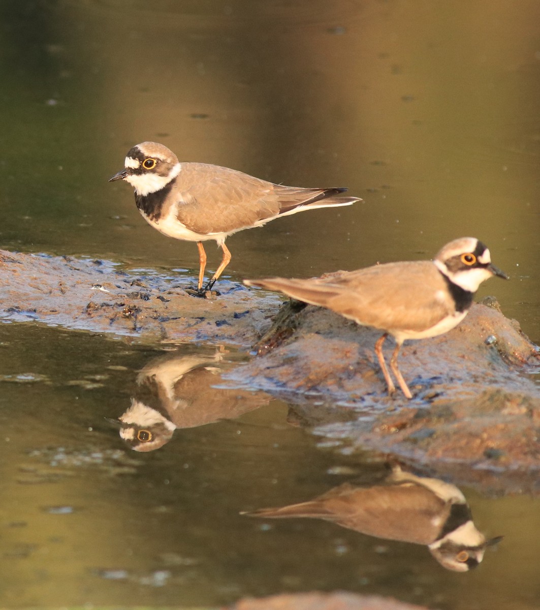 Little Ringed Plover - ML638633716