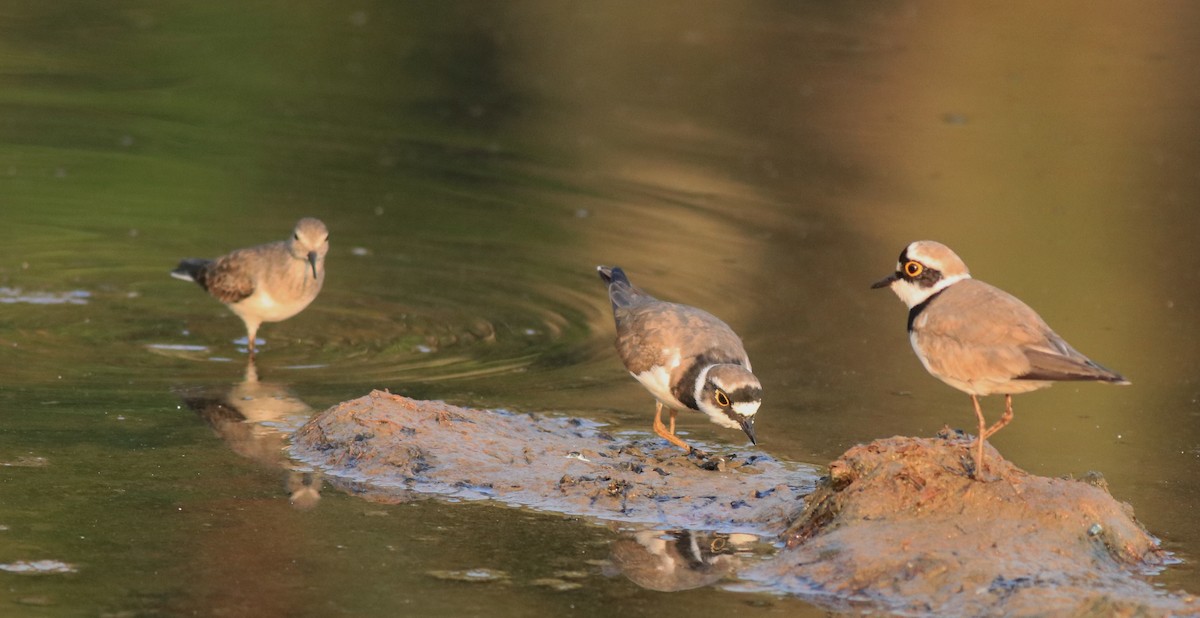 Little Ringed Plover - ML638633717
