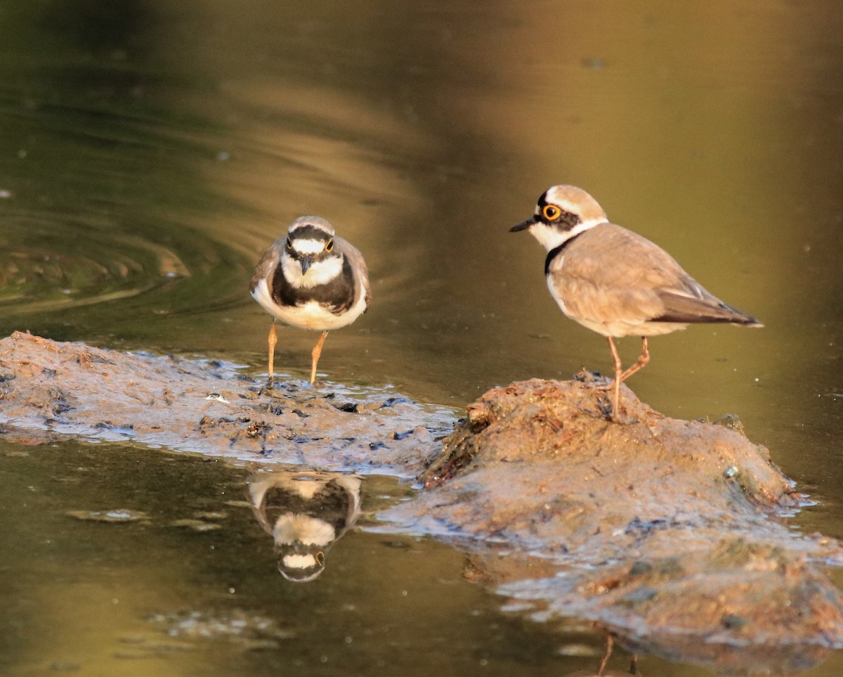 Little Ringed Plover - ML638633718