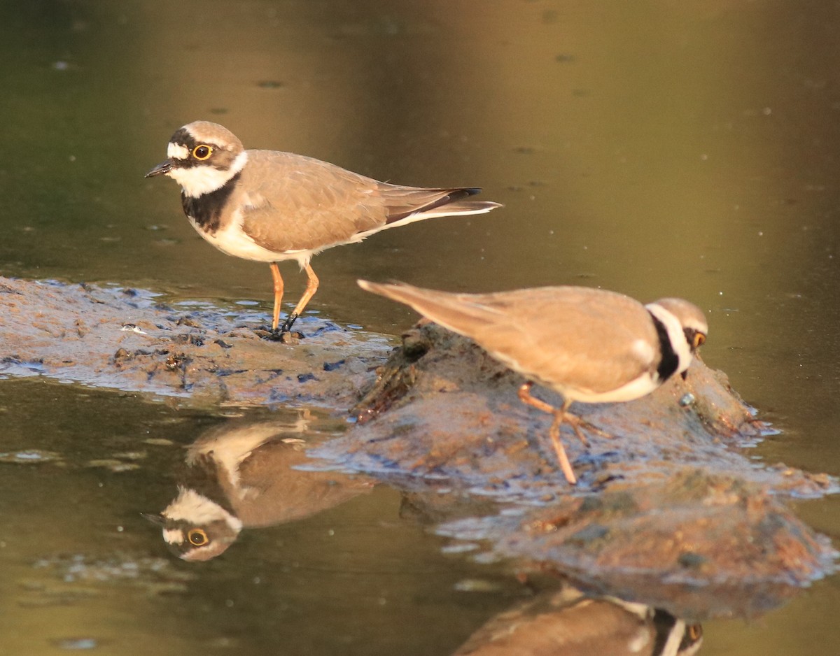 Little Ringed Plover - ML638633719