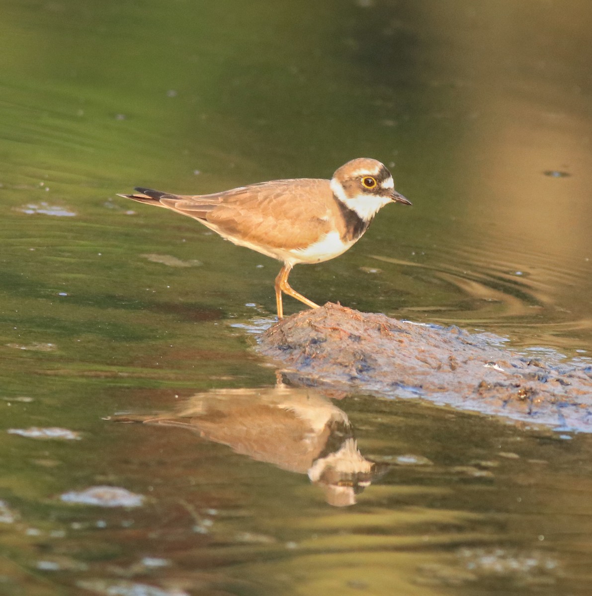 Little Ringed Plover - ML638633720